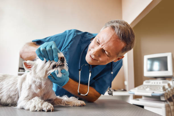 Best Emergency Broken Tooth Repair in Fruit Cove, FL